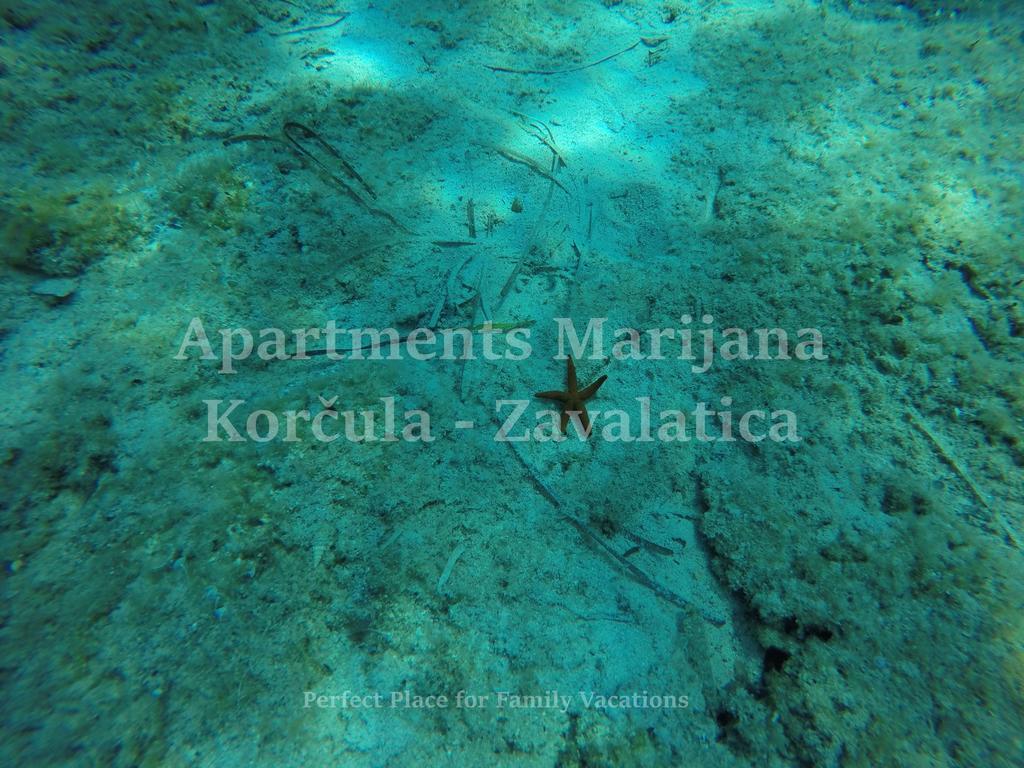 Apartments Marijana Zavalatica Eksteriør bilde